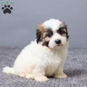 Laina, Teddy Bear Puppy